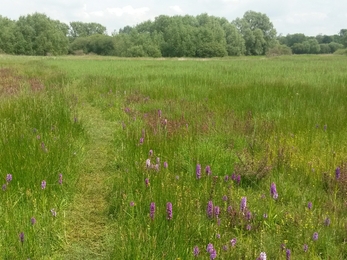 Thelnetham Fen in summer - Debs Crawford