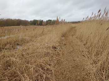 Bund cutting at Hen Reedbeds – Jamie Smith