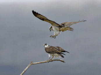 Ospreys preparing to mate - Andy Rouse