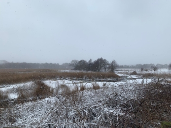 Snow at Hen Reedbeds - Sarah Groves