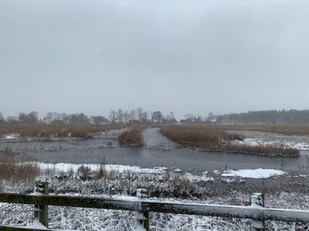 Snow at Hen Reedbeds - Sarah Groves