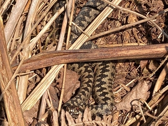 Adder at Rendlesham Forest – Ben Calvesbert