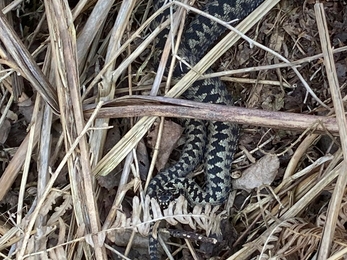 Adder at Rendlesham Forest – Ben Calvesbert