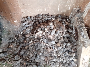 Kestrel wing feather and pellets beneath barn owl box at Trimley Marshes – Charlie McMurray