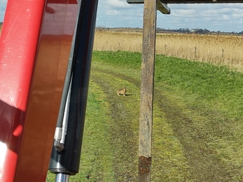 Hare at Trimley Marshes – Charlie McMurray
