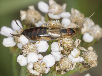 Earwig - John Bridges 