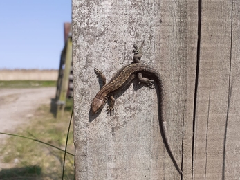 Lizard at Trimley Marshes – Charlie McMurray