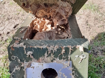 Hornet nest at Trimley Marshes – Charlie McMurray