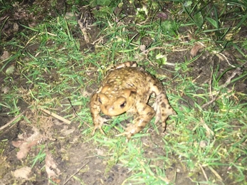 Toad at Gunton Meadow - Ellen Shailes