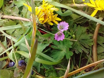 Cranesbill – David Stansfeld