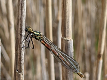 Large red damselfly – Jamie Smith