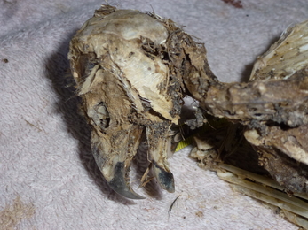 Short-eared owl carcass – Charlie McMurray