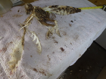 Short-eared owl carcass – Charlie McMurray