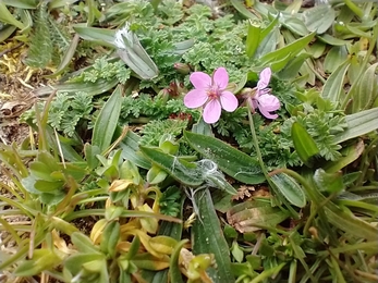 Storksbill at Knettishall Heath - David Stansfeld