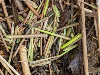 Water vole feeding station – Jamie Smith