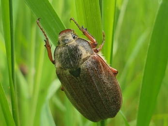 Cockchafer at Church Farm – Dan Doughty