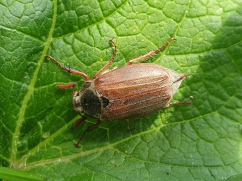 Cockchafer at Church Farm – Dan Doughty