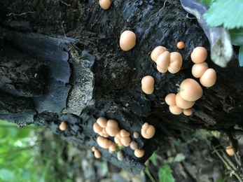 Wolf's milk slime mould - Lucy Shepherd 