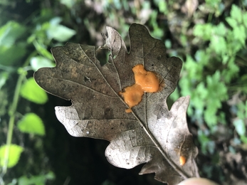 Wolf's milk slime mould - Lucy Shepherd 