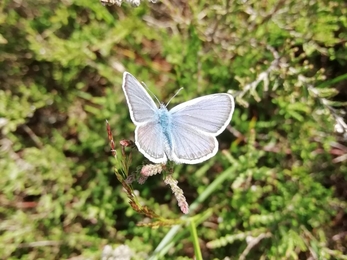 Silver studded blue on Blaxhall Common - Gabby King