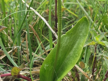 Adder’s tongue at Lackford Lakes – Joe Bell-Tye