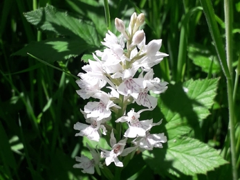 Common spotted orchid at Bonny Wood - Alex Lack