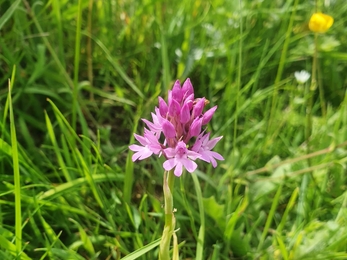 Pyramidal orchid at Lackford Lakes - Joe Bell-Tye