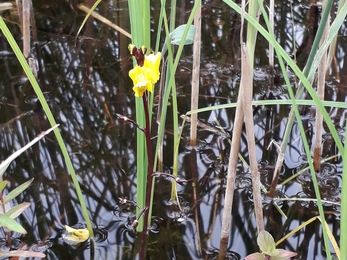 Bladderwort, Debs Crawford, at Redgrave & Lopham Fen