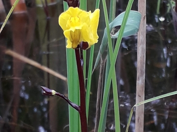 Bladderwort, Debs Crawford