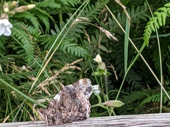 Grayling butterfly at Blackheath, Jamie Smith