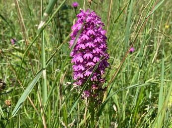 Pyramidal orchid at Martin's Meadows, Ben Calvesbert