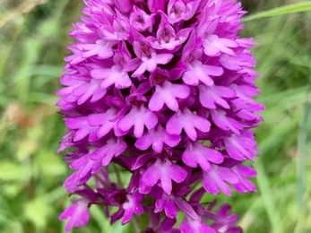 Pyramidal orchid at Martin's Meadows, Ben Calvesbert