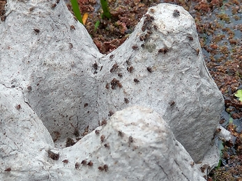 Releasing Azolla weevils at Castle Marshes – Ellen Shailes