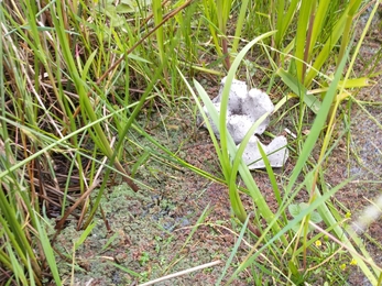 Releasing Azolla weevils at Castle Marshes – Ellen Shailes