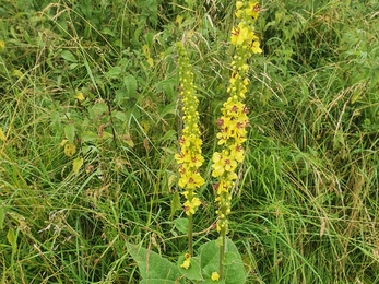 Dark mullein at Lackford Lakes – Joe Bell-Tye 