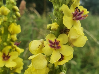 Dark mullein at Lackford Lakes – Joe Bell-Tye 