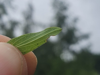 Perforate St John’s Wort at Arger Fen – Joe Bell-Tye