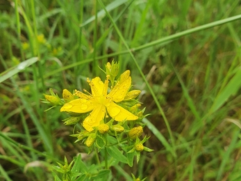 Perforate St John’s Wort at Arger Fen – Joe Bell-Tye