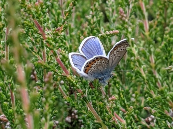 Silver-studded blue butterfly at Blackheath, Jamie Smith
