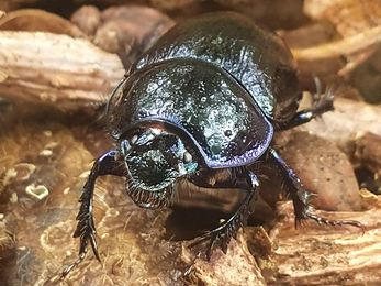 Woodland dor beetle at Old Broom – Joe Bell-Tye