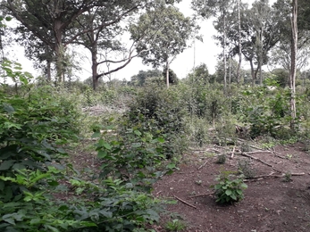 Coppicing at Bradfield Woods after 6 months growth – Alex Lack
