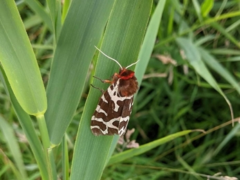 Garden tiger moth at Dingle Marshes - Jamie Smith