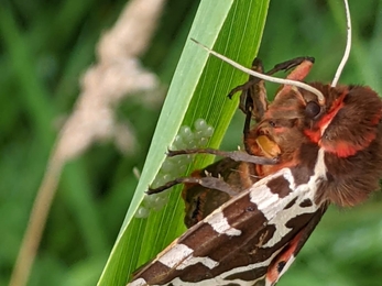 Garden tiger moth at Dingle Marshes - Jamie Smith