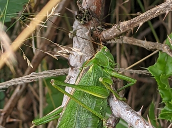 Great green bush cricket at Dingle Marshes – Jamie Smith