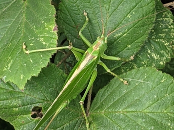 Great green bush cricket at Dingle Marshes – Jamie Smith