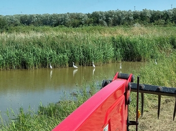 Little egrets watch the summer mowing – Andrew Excell