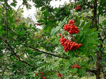 Rowan trees at Trimley Marshes – Charlie McMurray