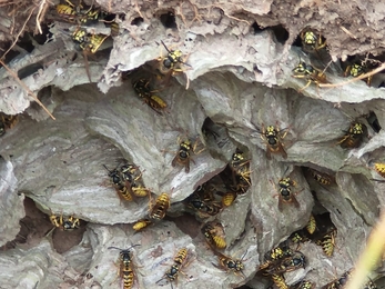 Wasp nest – Andrew Hickinbotham