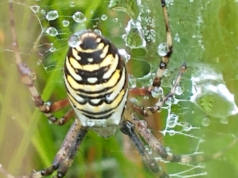 Wasp spider at Lound Lakes - Andrew Hickinbotham