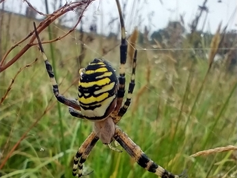 Wasp spider at Lound Lakes - Andrew Hickinbotham